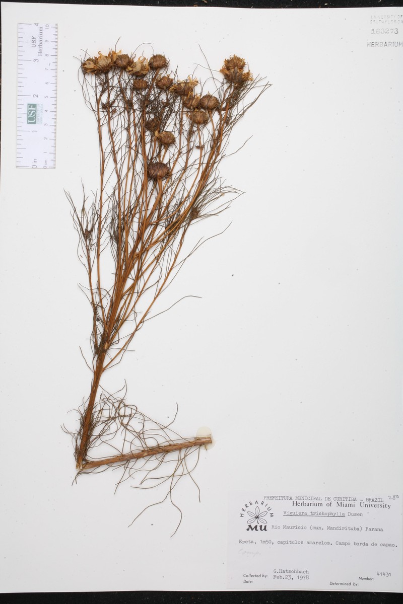 Aldama trichophylla photo 5