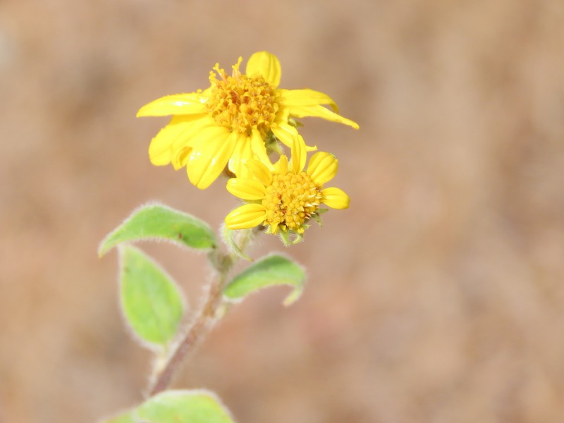 Aldama truxillensis