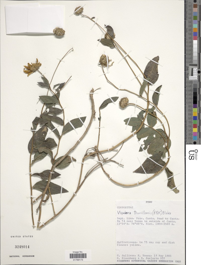 Aldama truxillensis photo 2