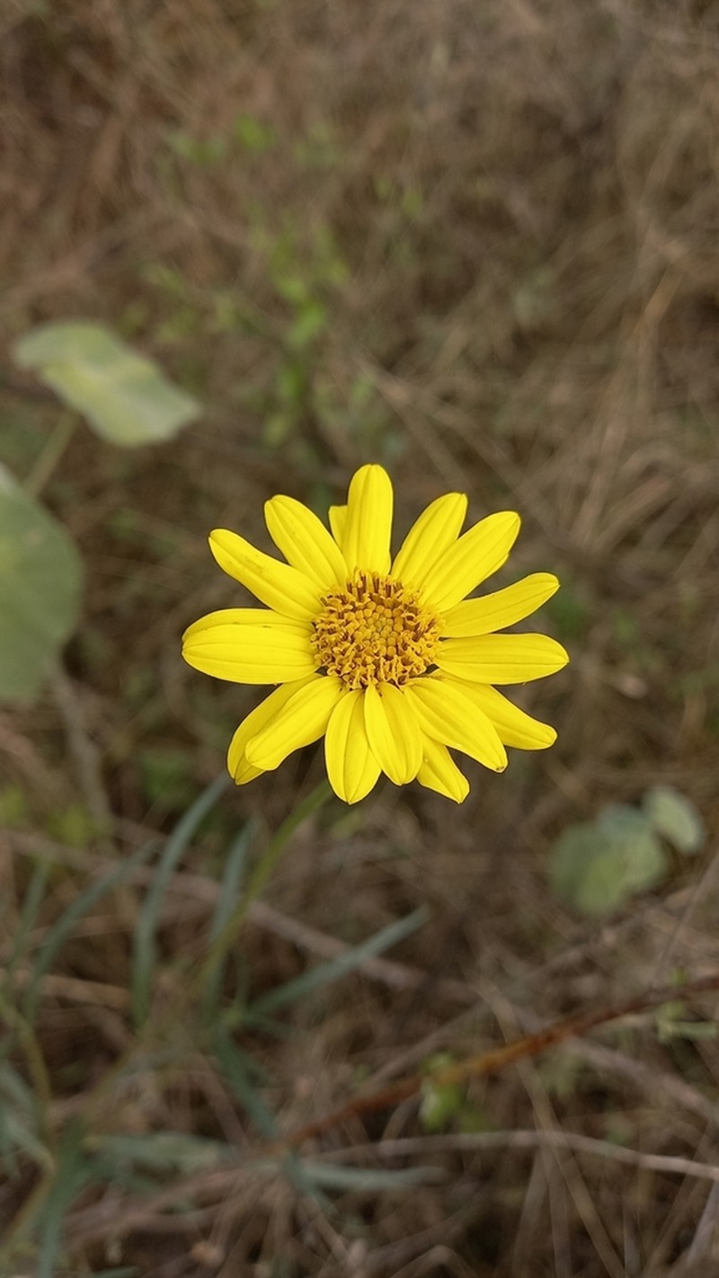 Aldama tuberosa