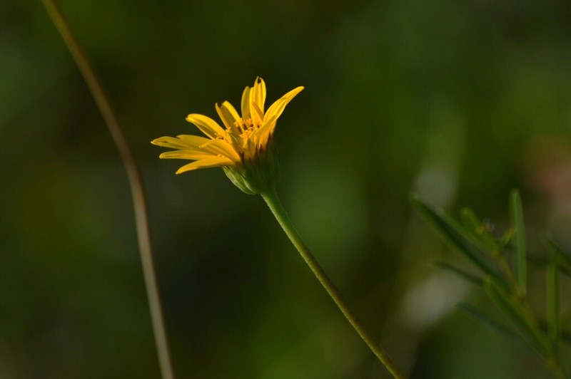 Aldama tuberosa photo 2