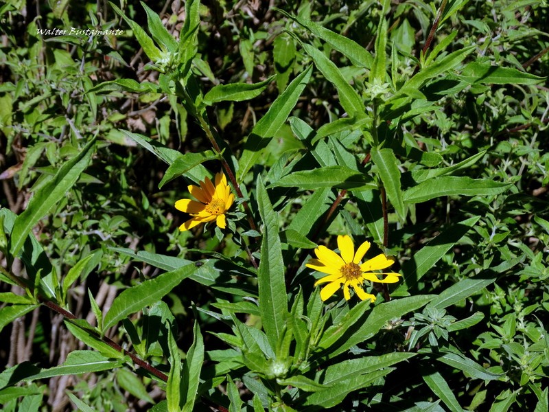 Aldama tucumanensis photo 5