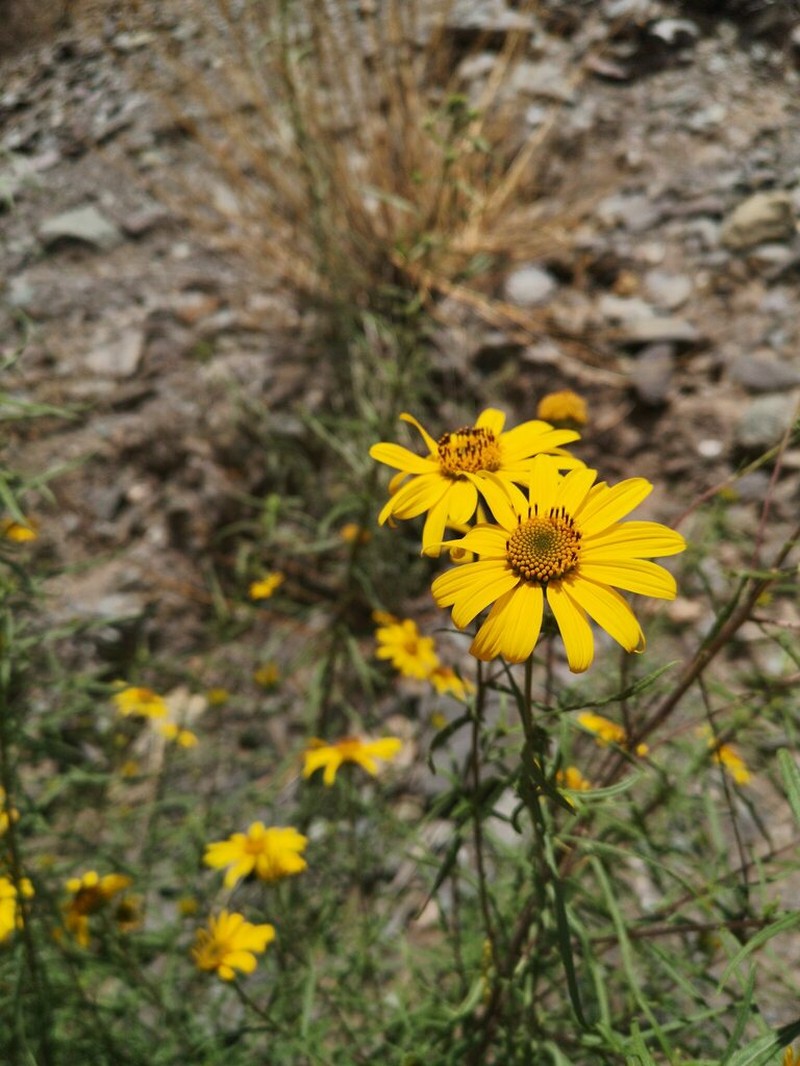 Aldama tucumanensis photo 6