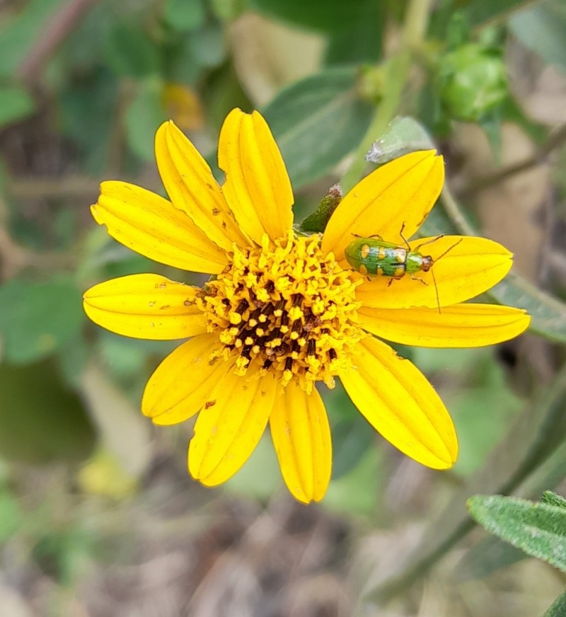 Aldama tucumanensis photo 8