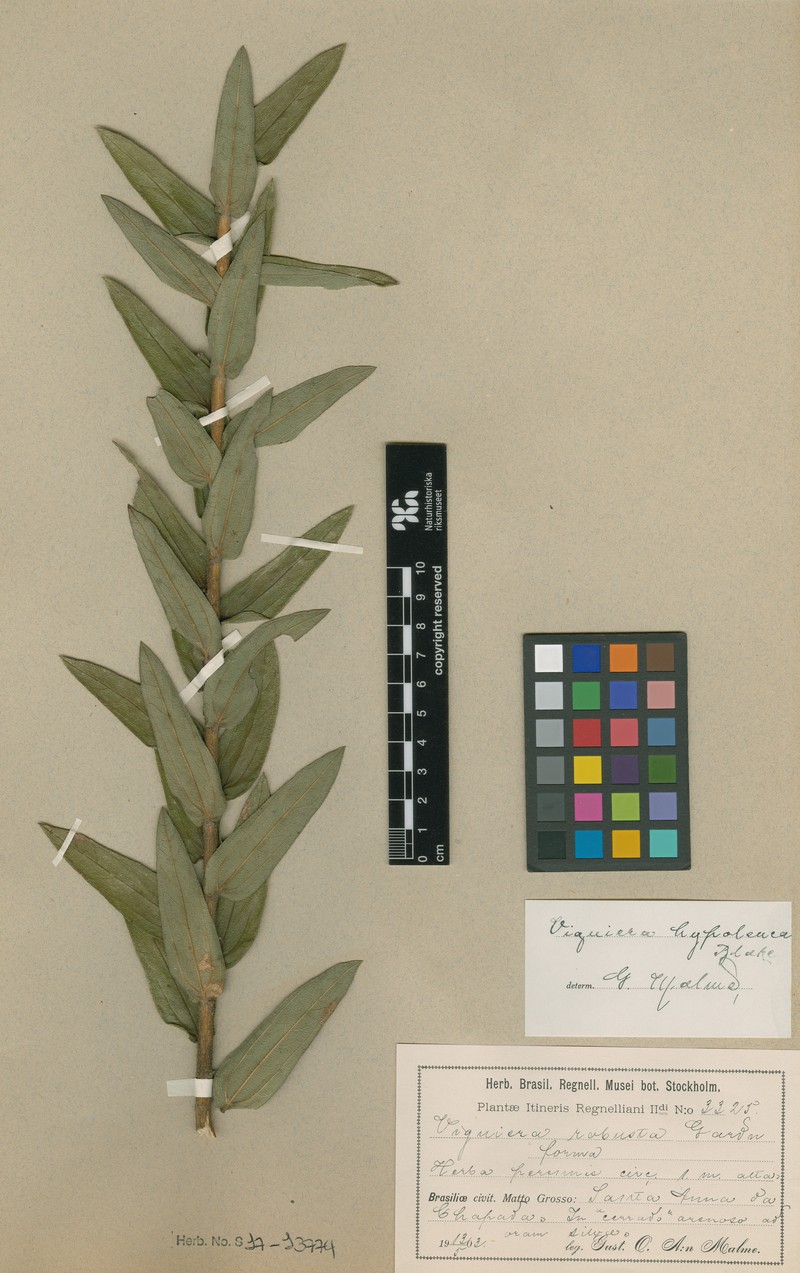 Aldama vernonioides