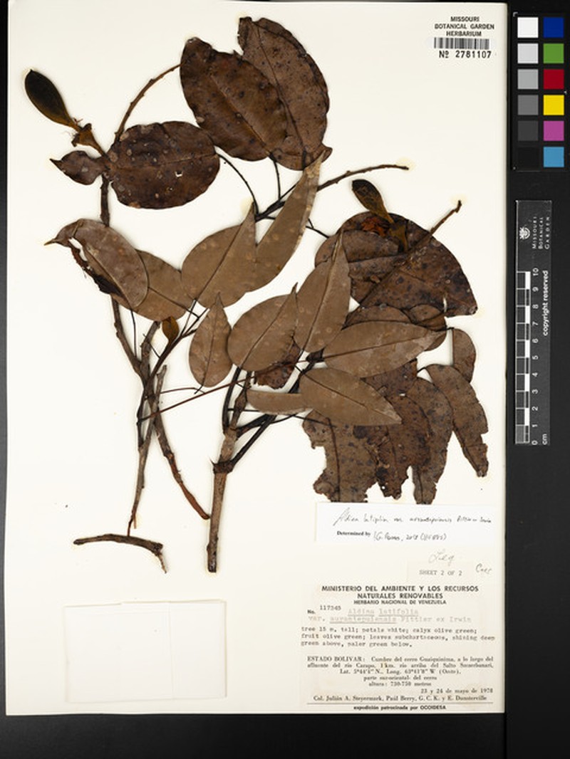 Aldina auyantepuiensis