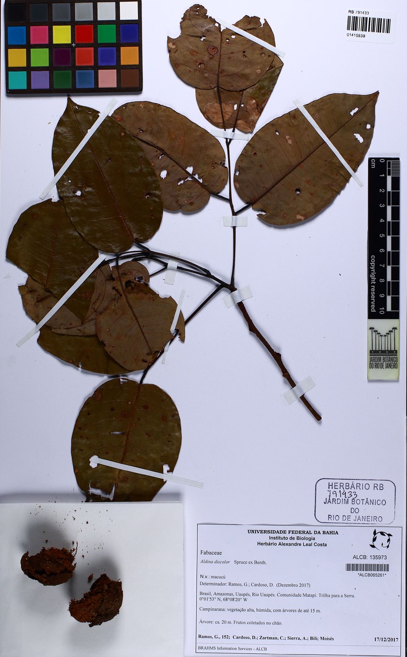 Aldina discolor