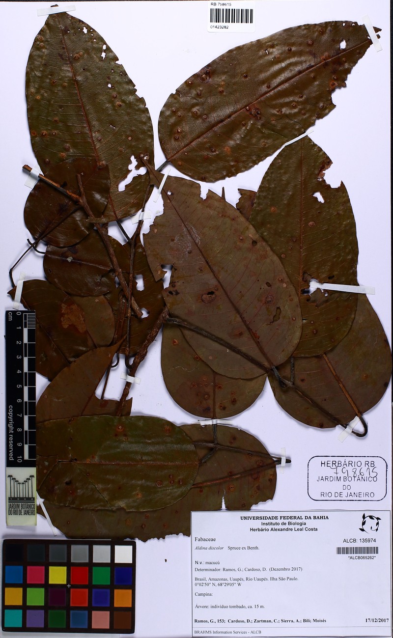 Aldina discolor photo 2