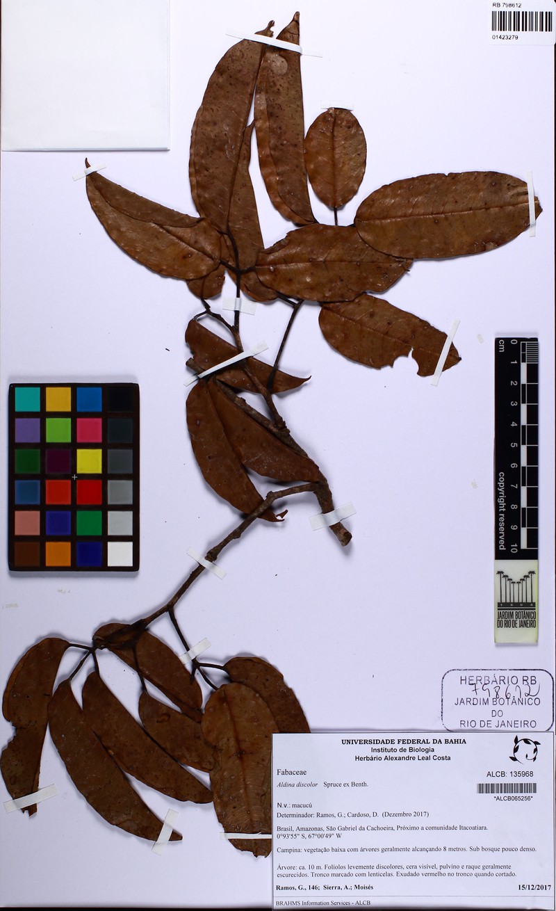 Aldina discolor photo 3