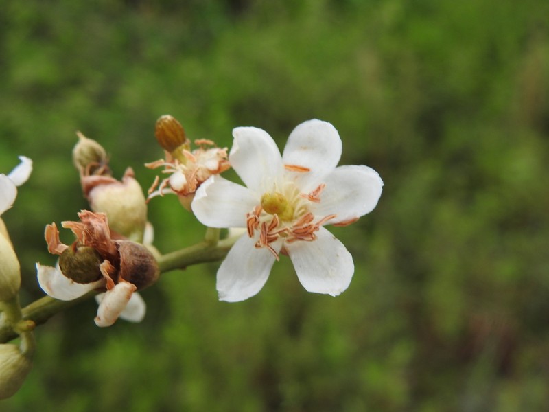 Aldina heterophylla
