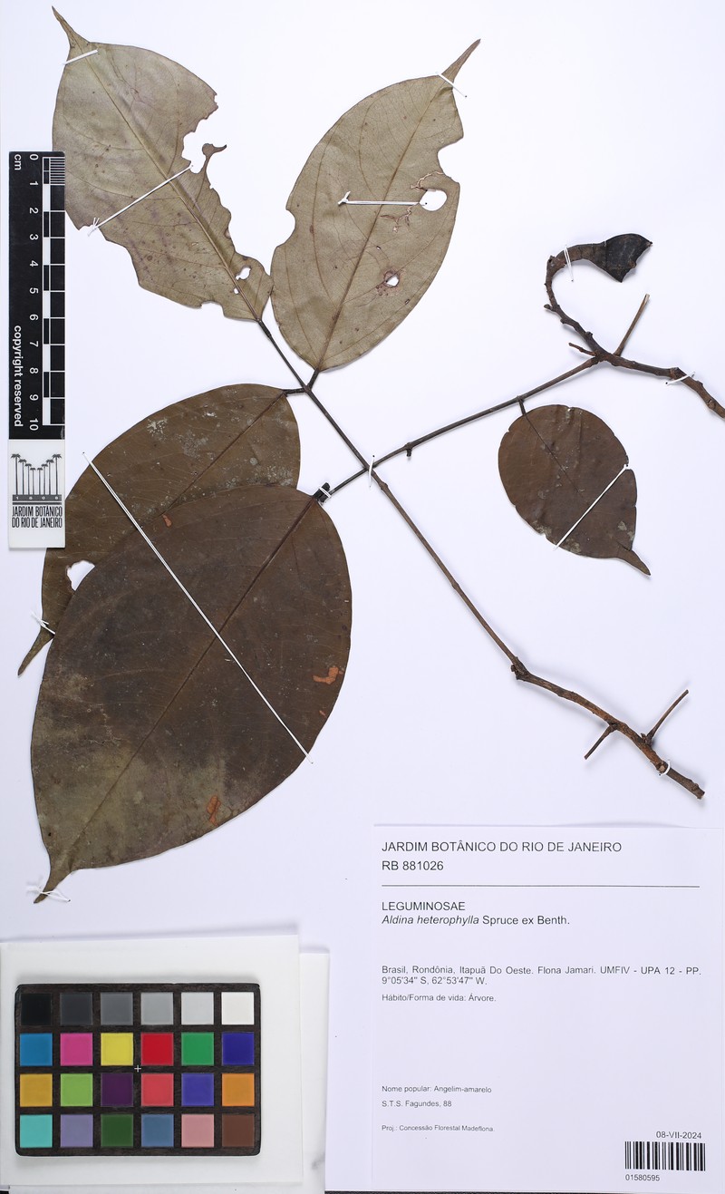 Aldina heterophylla photo 4