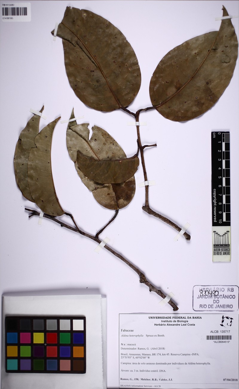 Aldina heterophylla photo 5