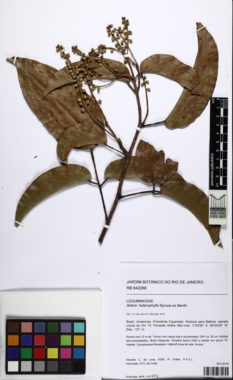 Aldina heterophylla photo 6