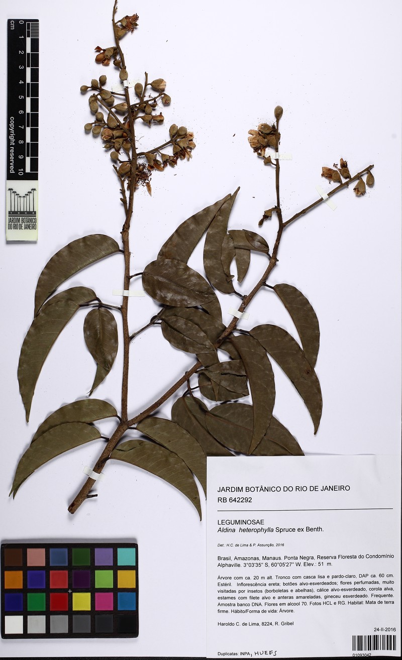 Aldina heterophylla photo 7