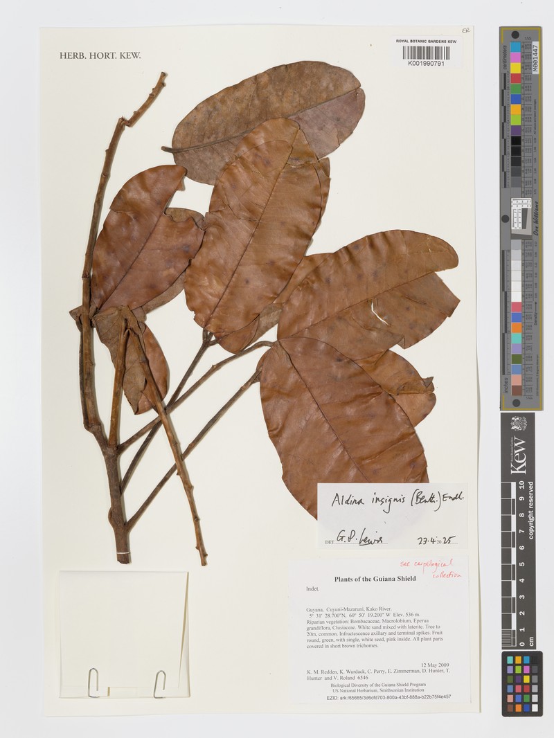 Aldina insignis