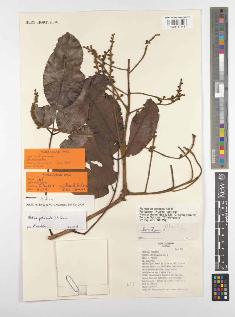 Aldina petiolulata