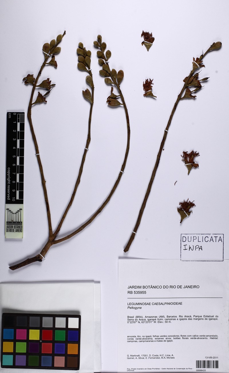 Aldina reticulata