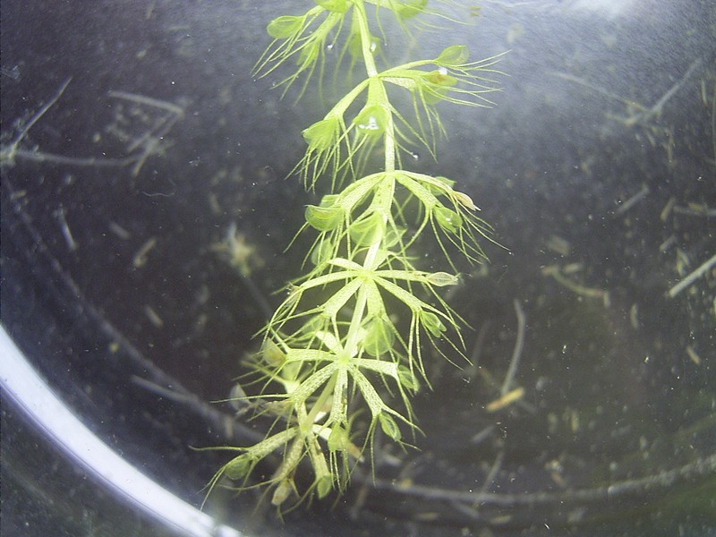 Waterwheel Plant photo 5