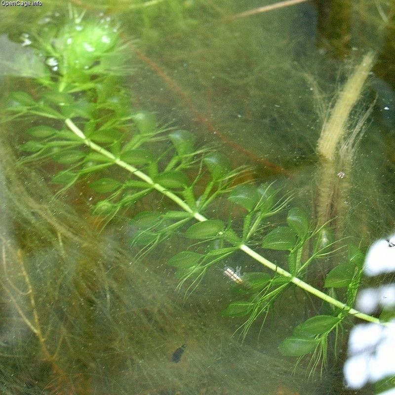 Waterwheel Plant photo 6