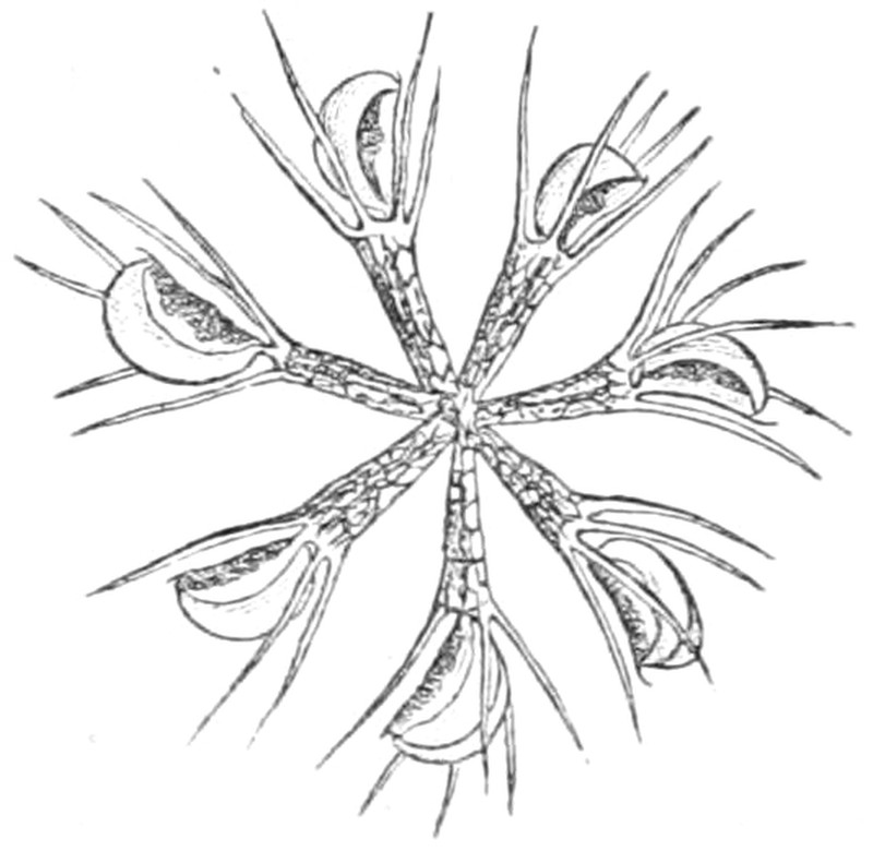 Waterwheel Plant photo 7
