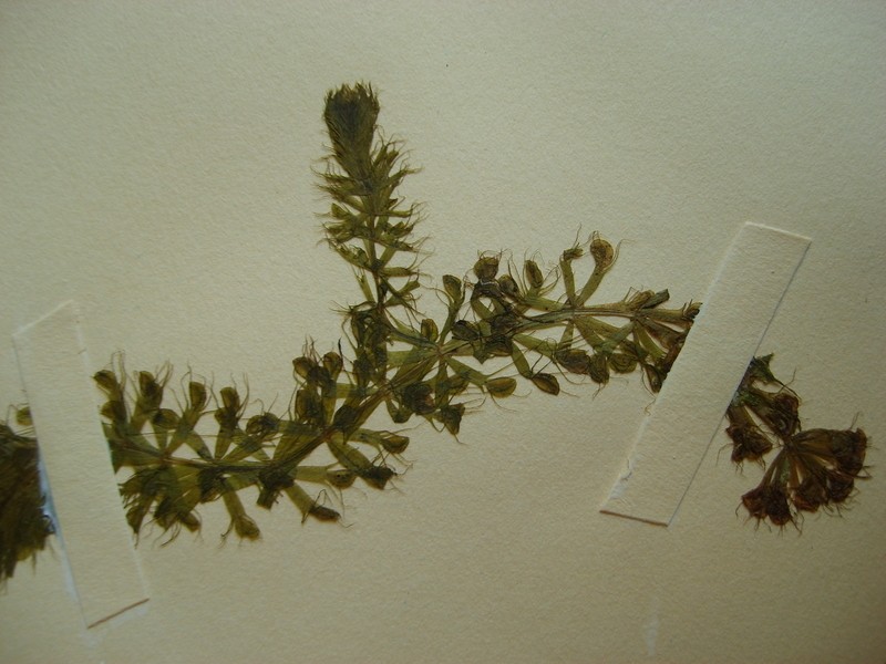 Waterwheel Plant photo 8