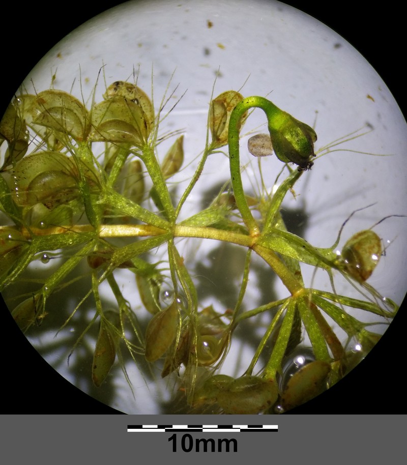 Waterwheel Plant photo 2