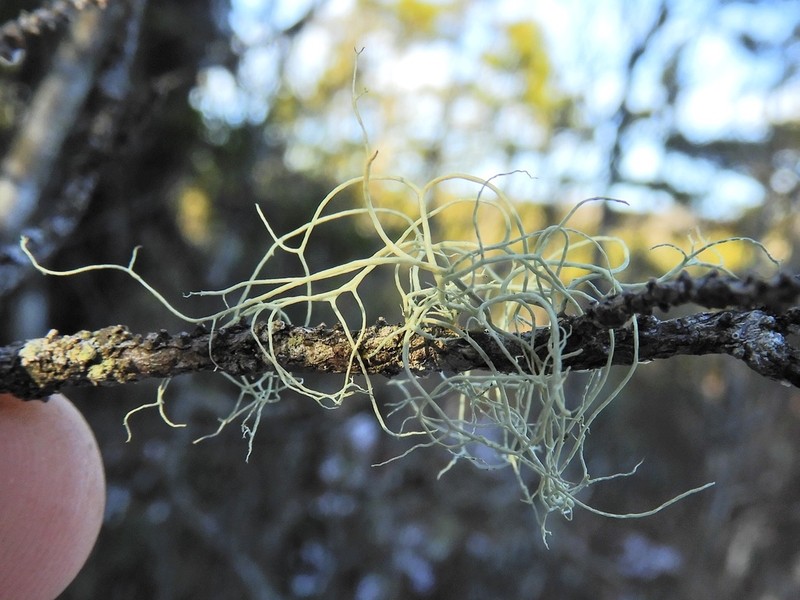 Witch's Hair Lichen photo 2