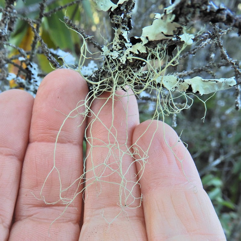 Witch's Hair Lichen photo 4