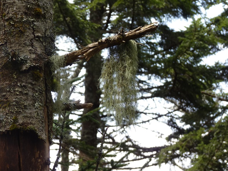 Witch's Hair Lichen photo 5