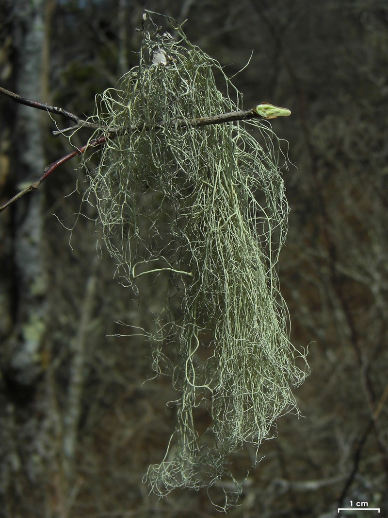Witch's Hair Lichen