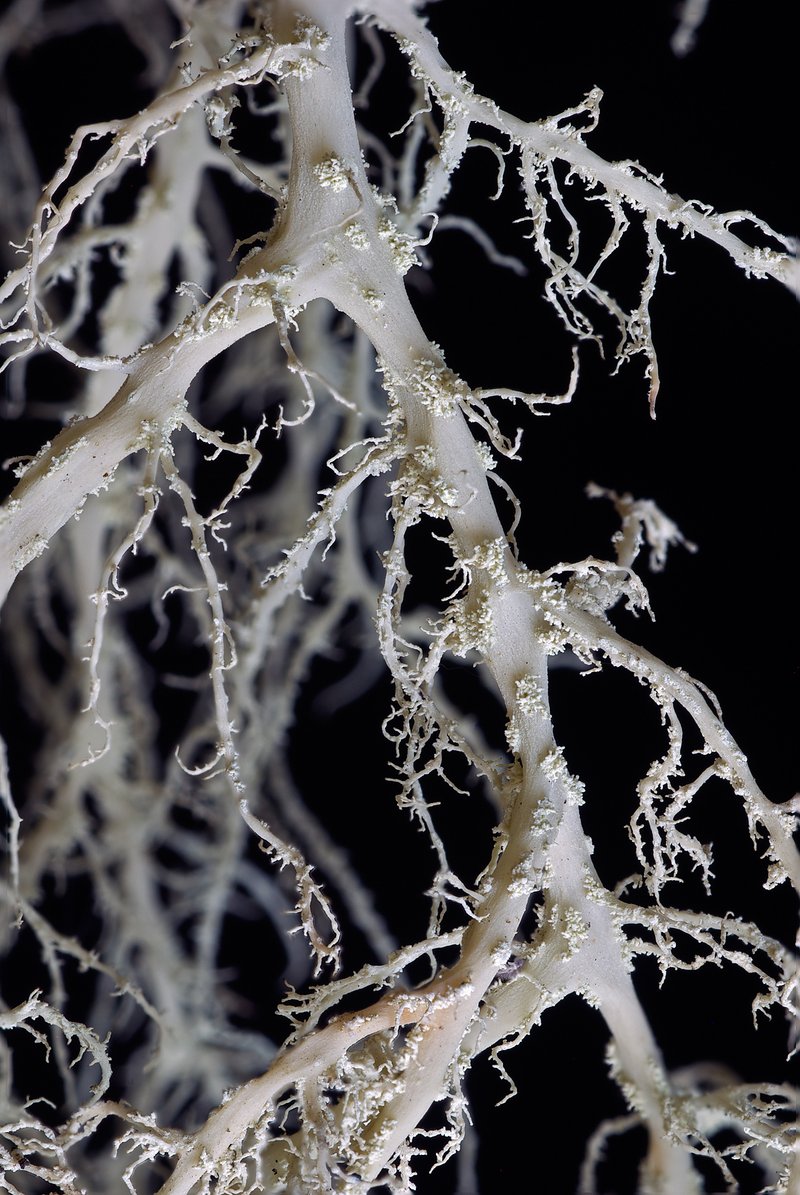 Imshaug's Witch's Hair Lichen