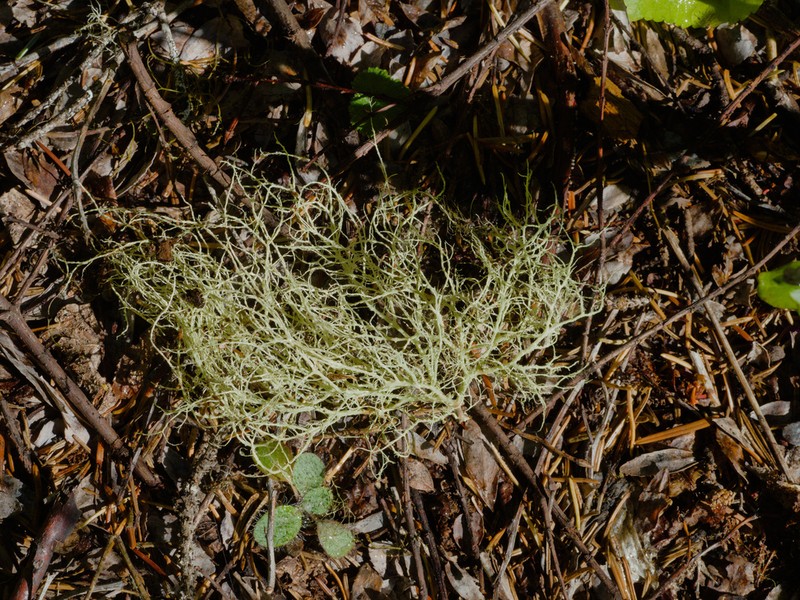 Imshaug's Witch's Hair Lichen photo 2