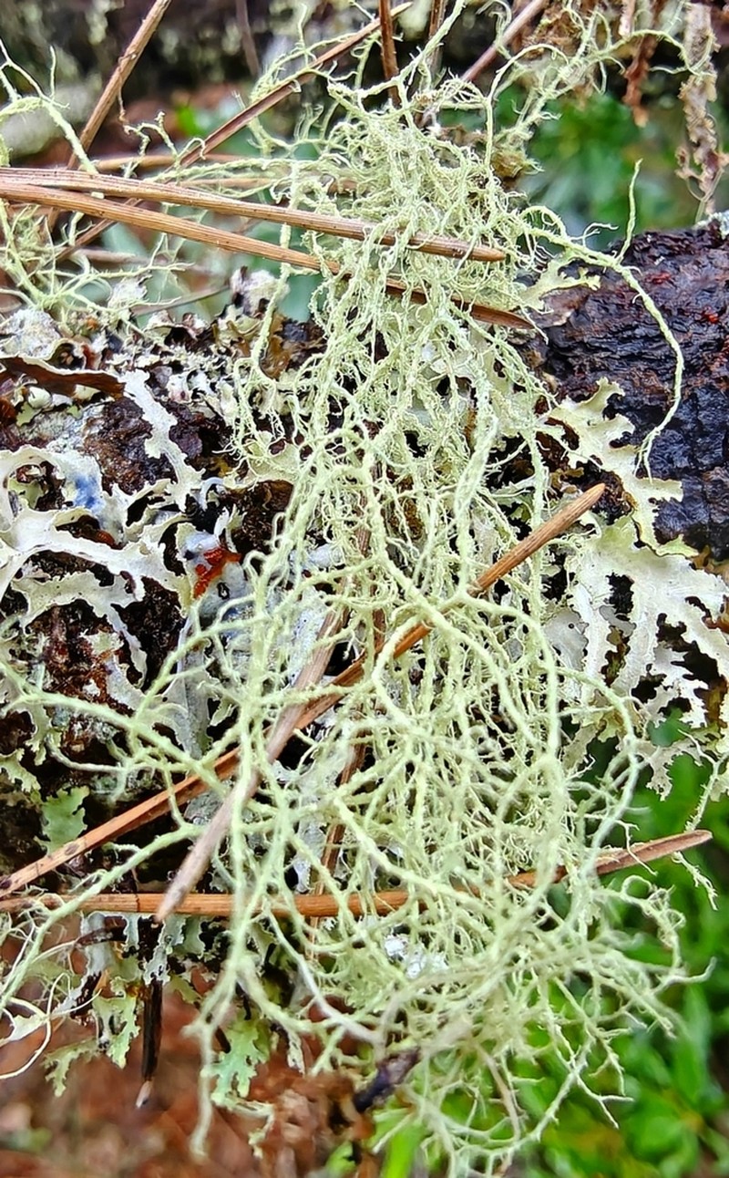 Imshaug's Witch's Hair Lichen photo 3