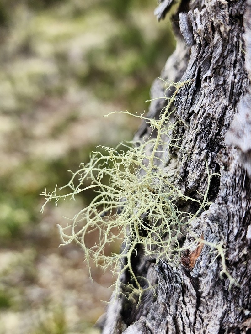 Imshaug's Witch's Hair Lichen photo 4