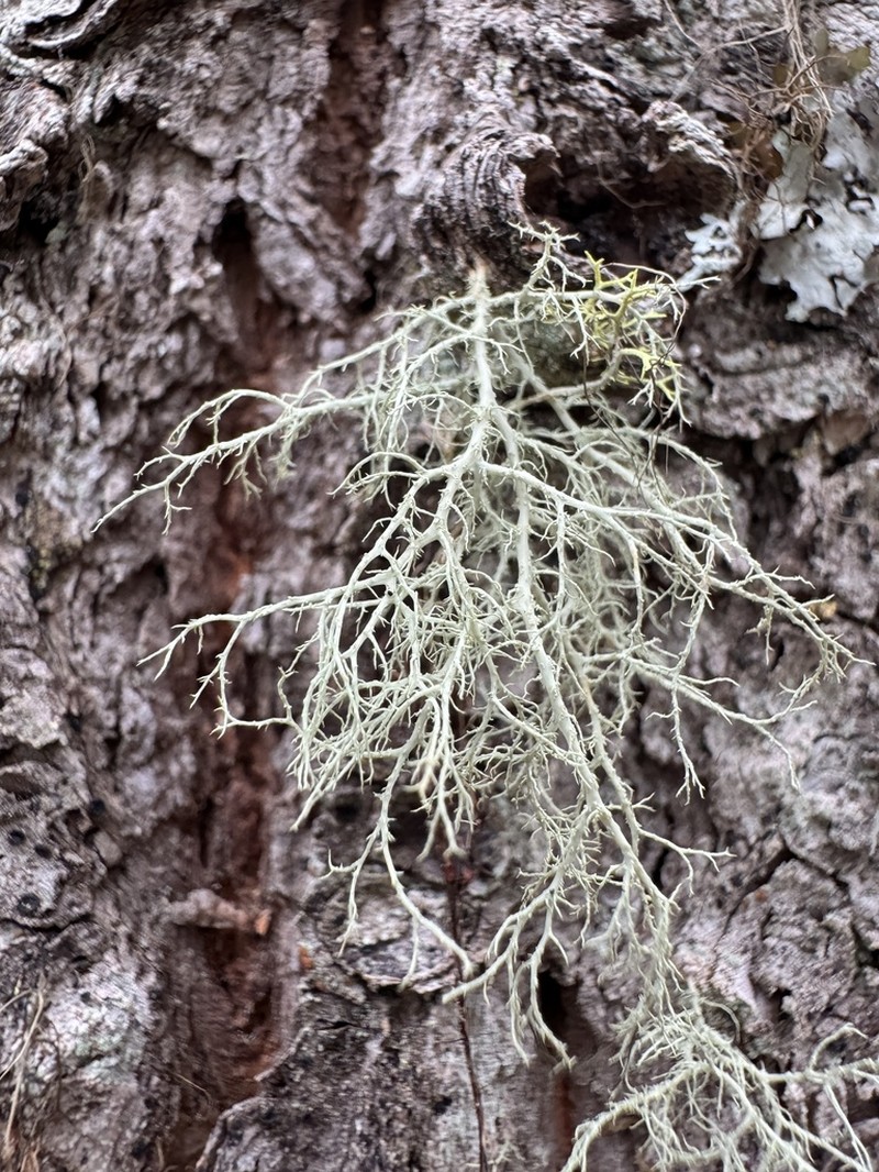 Imshaug's Witch's Hair Lichen photo 5