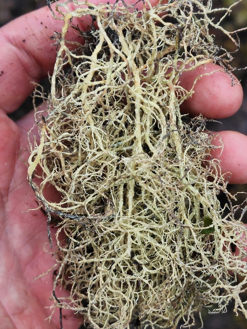 Imshaug's Witch's Hair Lichen photo 6