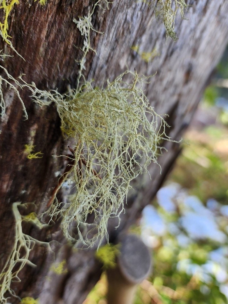 Imshaug's Witch's Hair Lichen photo 7