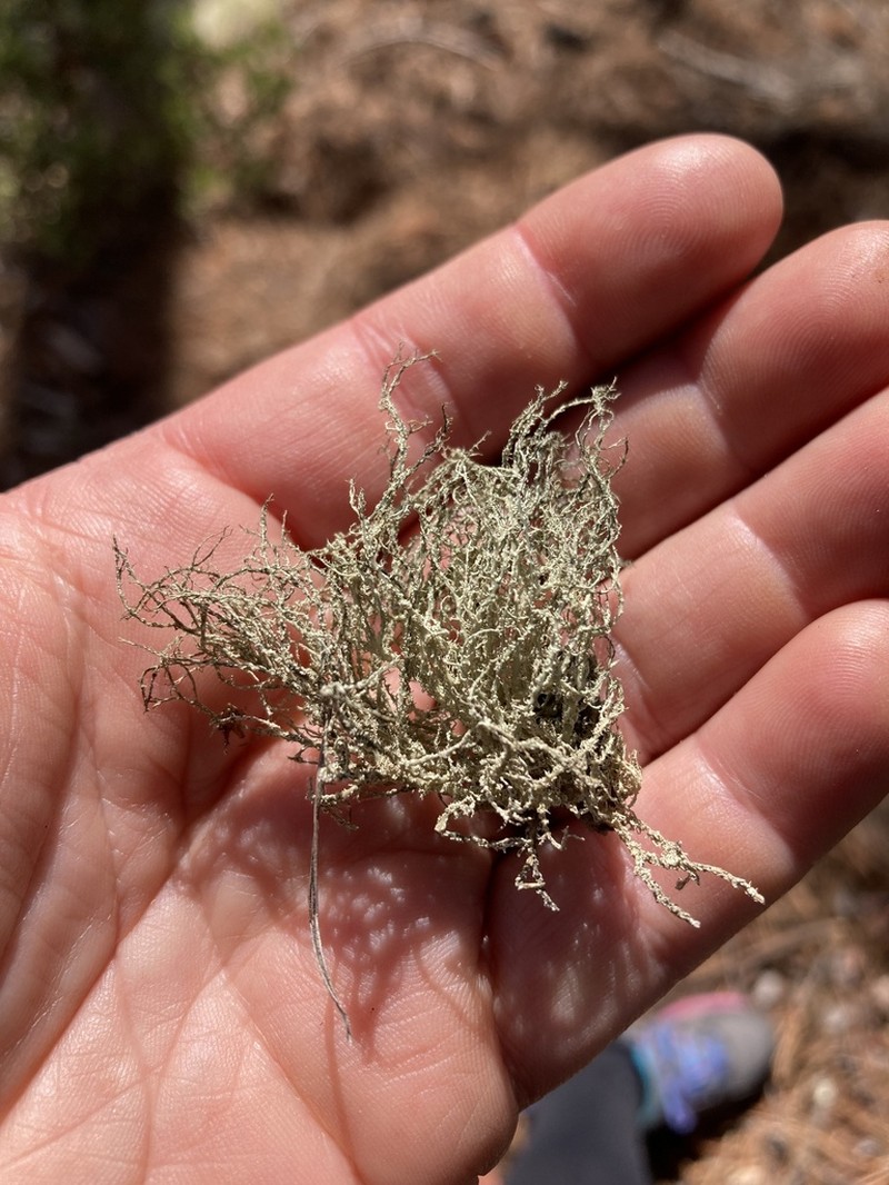 Imshaug's Witch's Hair Lichen photo 8