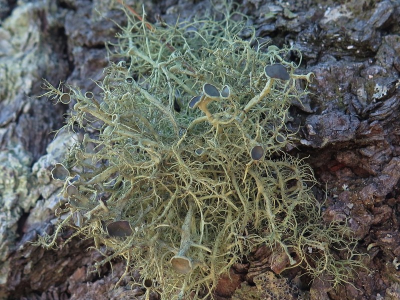 Witch's Hair Lichen