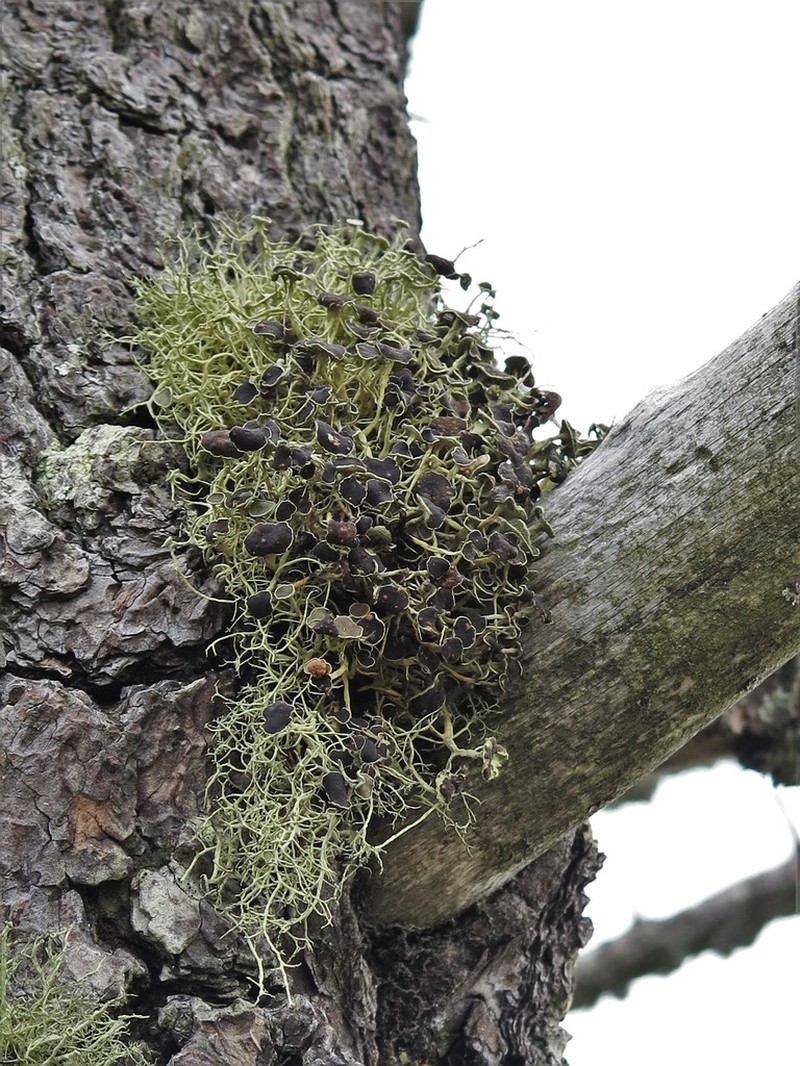 Witch's Hair Lichen photo 2