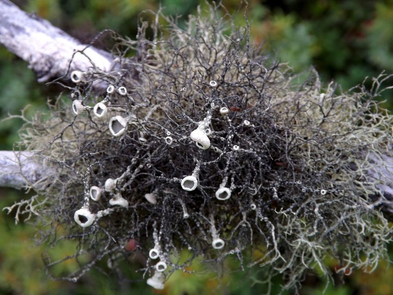 Witch's Hair Lichen photo 3