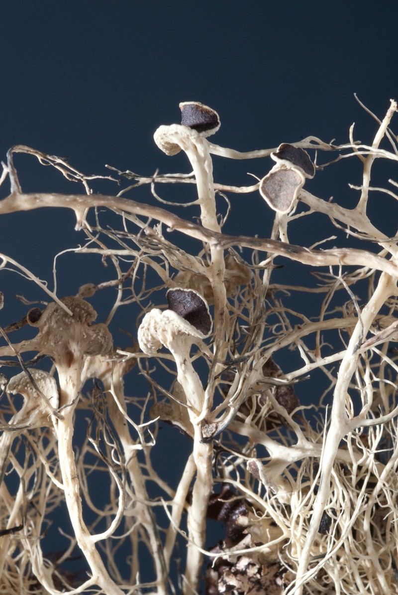 Witch's Hair Lichen photo 4
