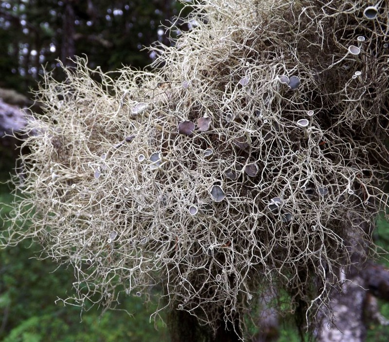 Witch's Hair Lichen photo 5
