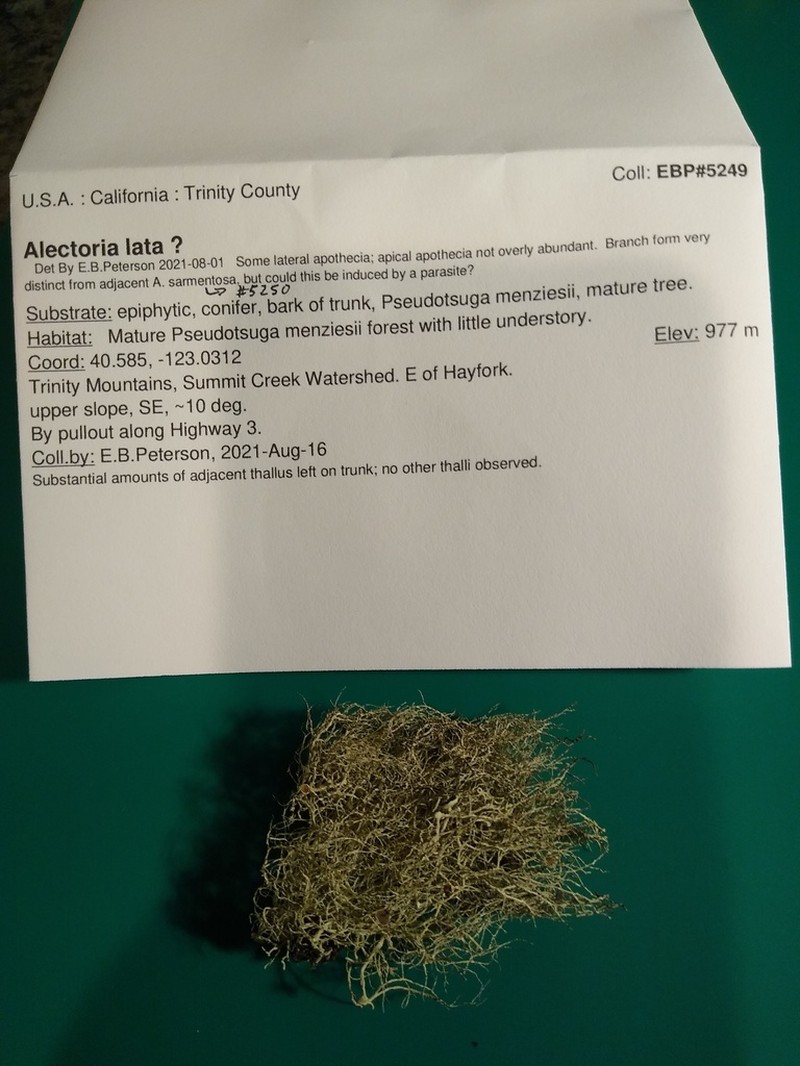 Witch's Hair Lichen photo 6