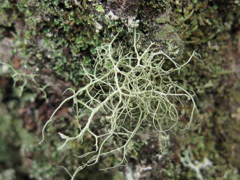 Witch's Hair Lichen photo 7