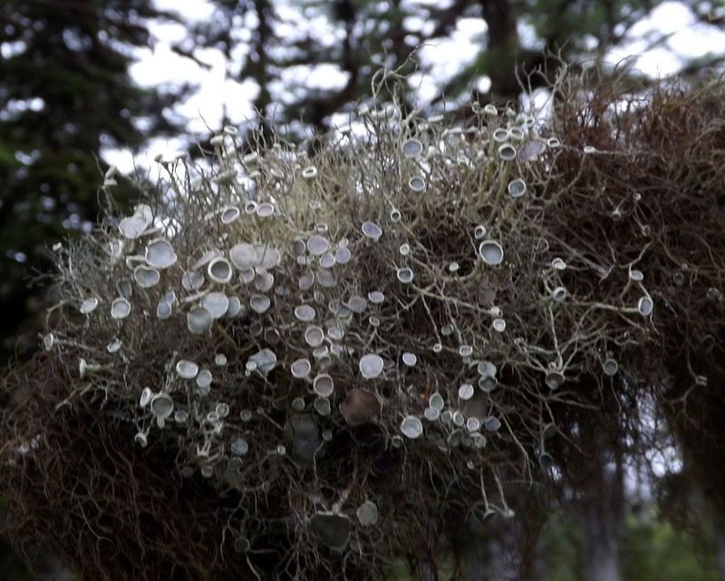 Witch's Hair Lichen photo 8