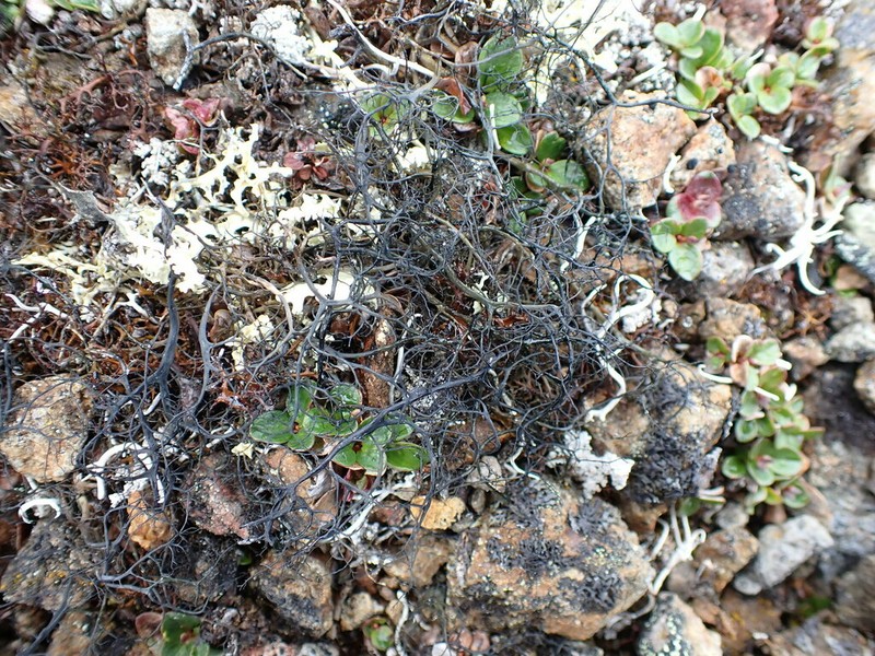 Witch's Hair Lichen