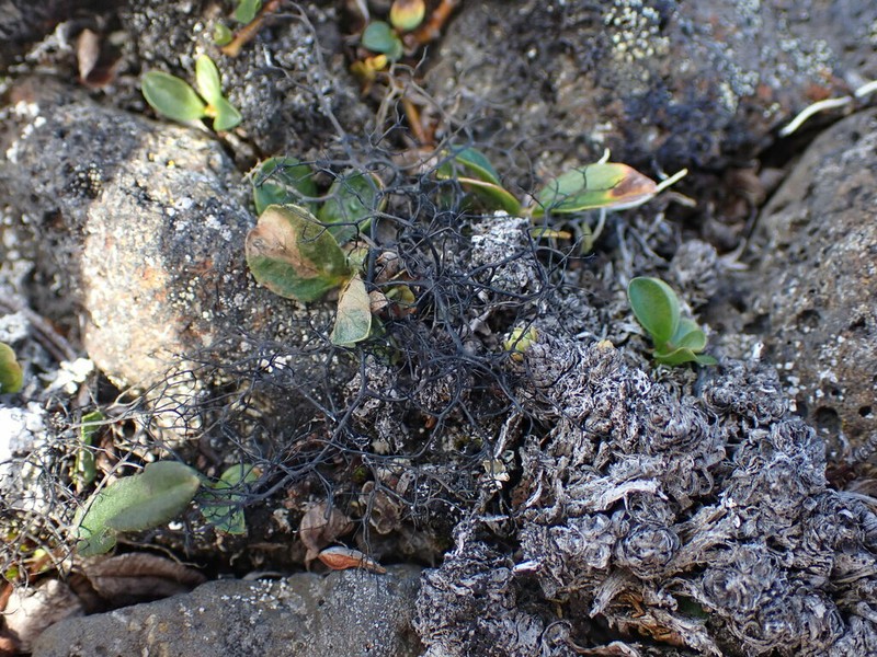 Witch's Hair Lichen photo 2