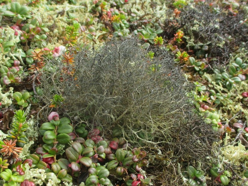 Witch's Hair Lichen photo 3