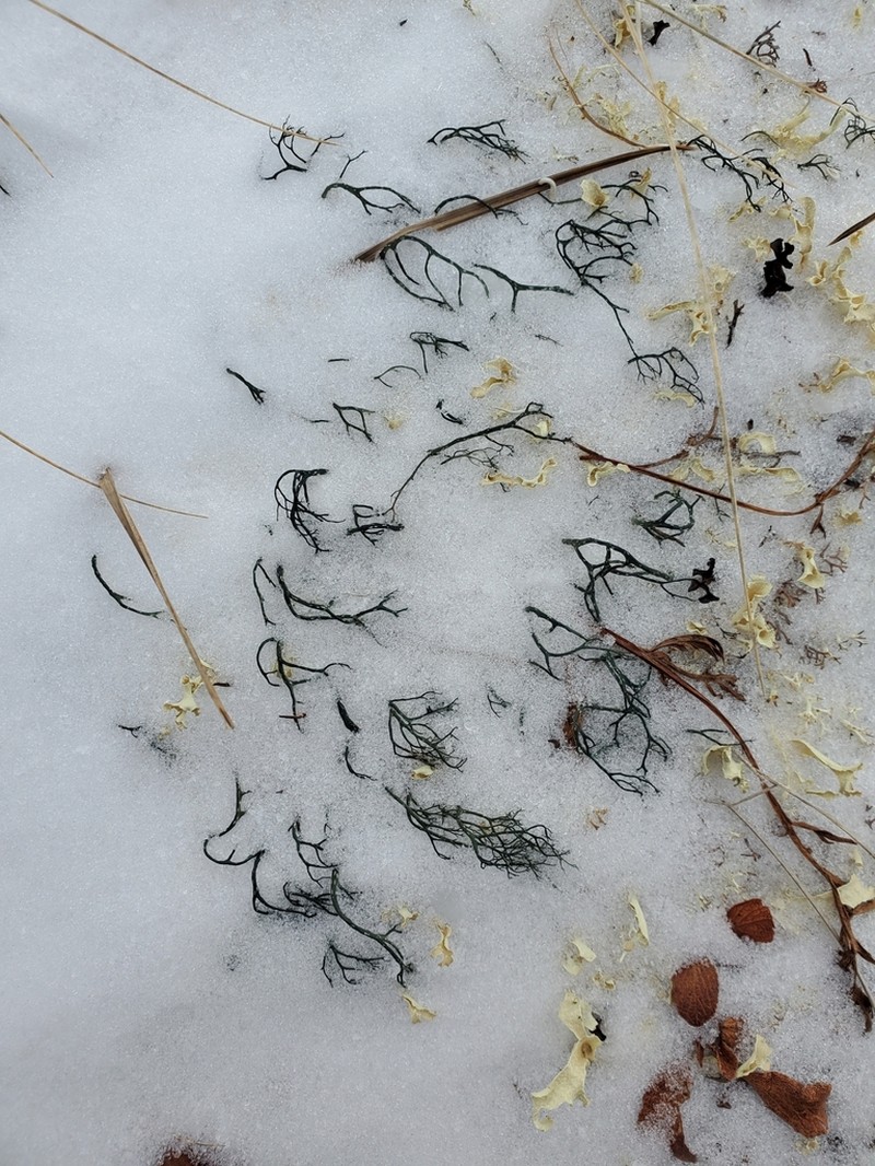 Witch's Hair Lichen photo 4